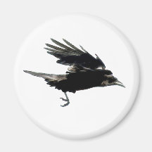 Imán negro de Birdlover del cuervo que vuela
