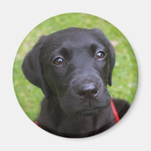 Imán negro de Labrador