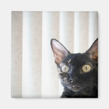 Imán negro del gato de Devon Rex
