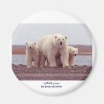 Imán/oso polar y Cubs