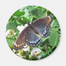 Imán púrpura del ~ de la mariposa