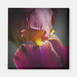 Imán púrpura del iris