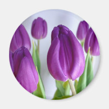 Imán púrpura del refrigerador de los tulipanes