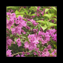 Imán púrpura tropical del Bougainvillea imanes