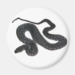 Imán redondo de la serpiente del fichero de Arafur