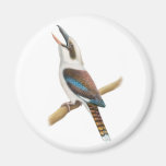 Imán redondo de risa de Kookaburra