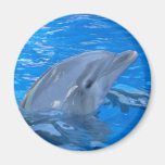 Imán redondo del delfín de Bottlenose