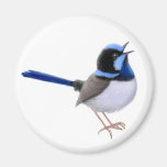 Imán redondo del Wren de hadas magnífico