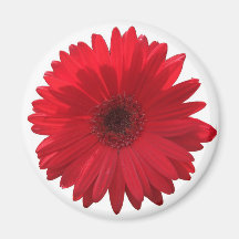 Imán rojo de la margarita