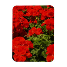Imán rojo del premio de los geranios