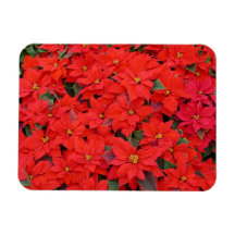 Imán rojo del premio de los Poinsettias