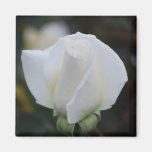 Imán romántico blanco