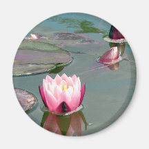 Imán rosado del lirio de agua