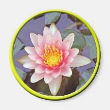 Imán rosado del lirio de agua
