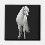 Imán salvaje del caballo blanco