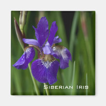 Imán siberiano del iris