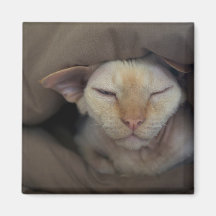 Imán soñoliento del gatito