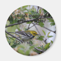 Imán verde throated negro de la curruca