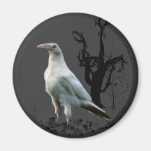 Imanes blancos del cuervo