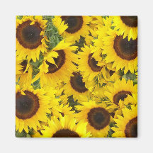 Imanes de la foto del girasol