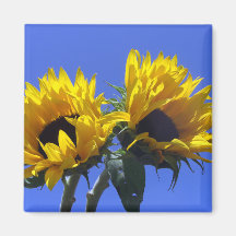 Imanes de los girasoles