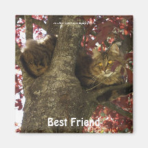 Imanes del mejor amigo del CAT de TABBY