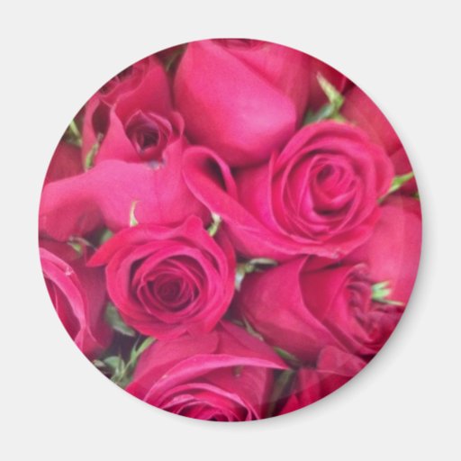 Imanes florales rosados de los rosas