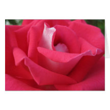 IMG_3386_062509loverose Tarjeton