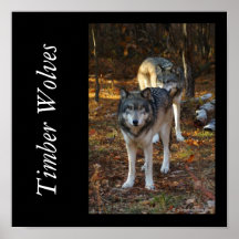 IMGP5237timberwolves, © gilbertstetson.com, Tim… Posters