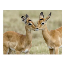 Impala Babys Postkarte