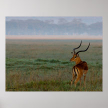 Impala Posters