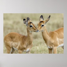 Impalas Impresiones