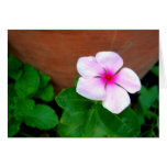 Impatiens con la menta tarjetas