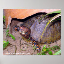Impresión #1 de la tortuga de caja del asilo de To Posters