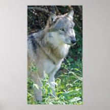 Impresión 5 del lobo posters