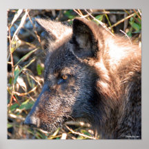 Impresión 6 del lobo impresiones