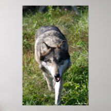 Impresión 7 del lobo posters