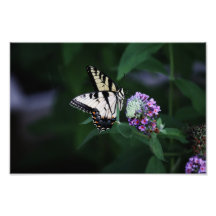 Impresión amarilla de la mariposa de Swallowtail Fotos