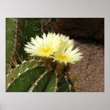 Impresión amarilla de los flores del cactus posters