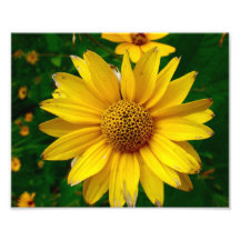 Impresión amarilla hermosa de la flor 10x8 impresiones fotograficas