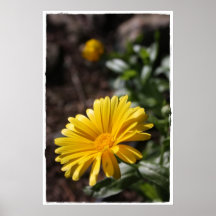 Impresión amarilla soleada del flor poster