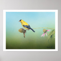 Impresión americana del arte del Goldfinch - Tim L Impresiones
