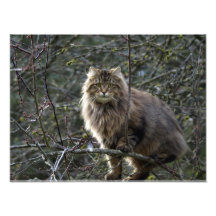 Impresión animal de pelo largo de la foto del masc