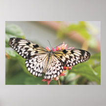 Impresión asiática de la mariposa poster