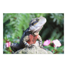 Impresión australiana de la foto del dragón de agu