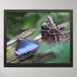 Impresión azul de la lona de Morphos Posters