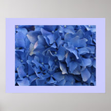 Impresión azul de los Hydrangeas Posters
