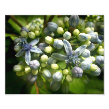 Impresión azul y poner crema de la foto de las flo