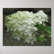 Impresión blanca del poster de los Hydrangeas