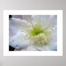 Impresión blanca festiva del poster de la flor del